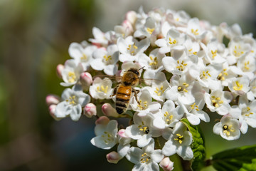 Honeybee on Viburnum Flowers in Springtime