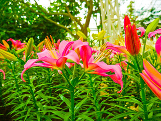 These are lily flowers in the control temperature house 25 degree at North- east of Thailand.