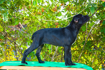 black puppy on the table posing for photo