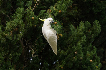 portrait of a cockatoo © Mariia