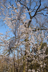 frühlingserwachen