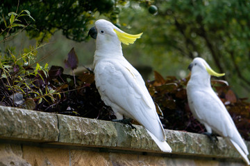 portrait of a cockatoo