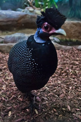 African pied goose chicken gawks stupidly, close-up