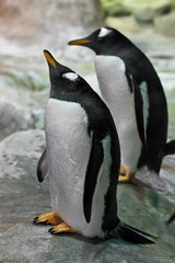A penguin stands with its beak up to the top. fat cute sub-arctic penguin. close-up,