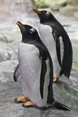 A penguin stands with its beak up to the top. fat cute sub-arctic penguin. close-up,