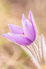 Purple Pulsatilla grandis, pasque flower on a blurred background.