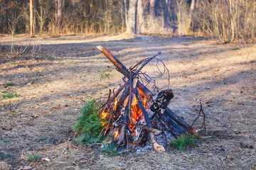 Bonfire of pine branches in the spring forest
