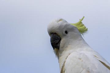 portrait of a cockatoo