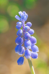 Muscari - grape hyacinth flower in close-up view.