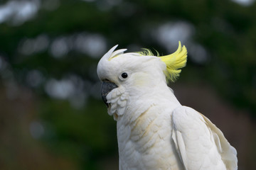 portrait of a cockatoo