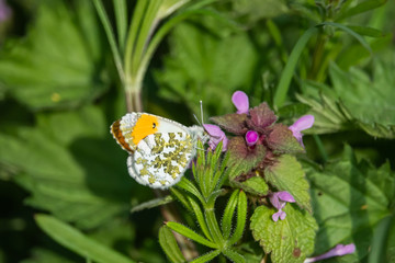Orangetip Butterfly on Dead Nettle Flowers in Springtime
