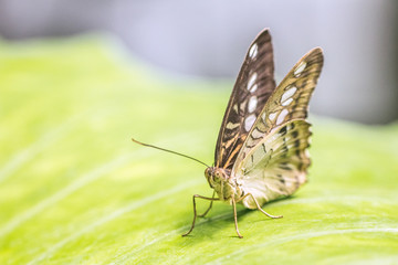 Exotic tropical butterfly in macro view.