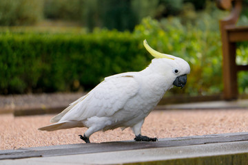 portrait of a cockatoo