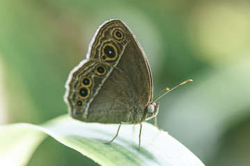 Exotic tropical butterfly in macro view.