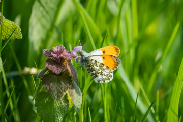 Orangetip Butterfly on Dead Nettle Flowers in Springtime