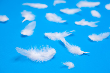 White feathers on a blue background