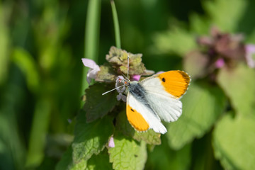 Orangetip Butterfly on Dead Nettle Flowers in Springtime