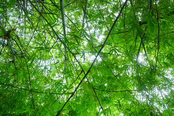 green bamboo leaf tree in nature