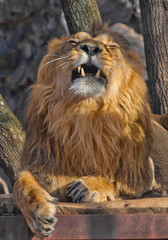 Fototapeta premium Close-up- Leo shakes mane. Powerful male lion with a lush beautiful hairy mane R
