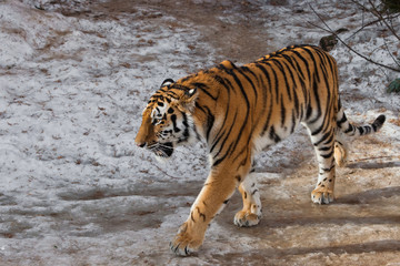 Fototapeta na wymiar The Amur tiger (Siberian tiger) walks in the snow,