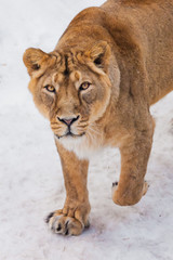 Obraz premium A close-up is a beautiful and strong female lioness looking at you carefully and with greed. White background - snow.