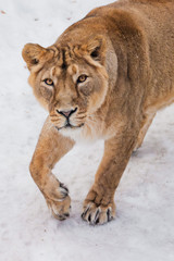 A close-up is a beautiful and strong female lioness looking at you carefully and with greed. White background - snow.