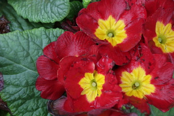 Red Primrose Flower is Blooming to Welcome springtime