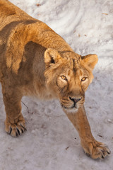 A close-up is a beautiful and strong female lioness looking at you carefully and with greed. White background - snow.