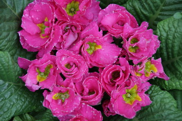 Rain Drops on pink Flower in the Park
