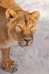 A close-up is a beautiful and strong female lioness looking at you carefully and with greed. White background - snow.