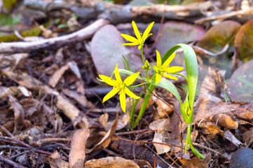 The bright yellow flowers of the Forest Star.