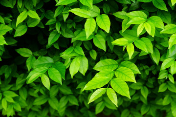 Fototapeta na wymiar green leaf bush wall closeup in garden