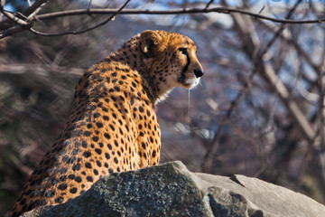 A hungry spotted cheetah sits in ambush with his fangs dripping saliva, he wants to eat.