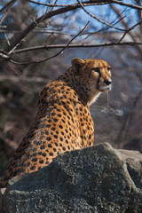 A hungry spotted cheetah sits in ambush with his fangs dripping saliva, he wants to eat.