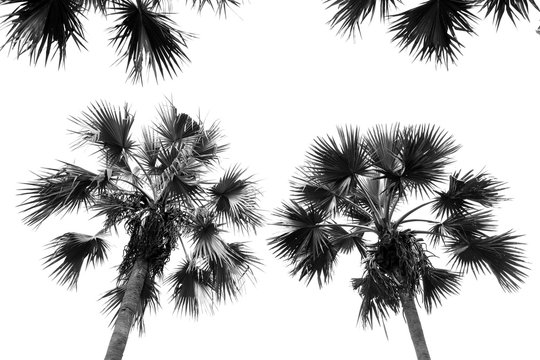 black and white sugar palm tree