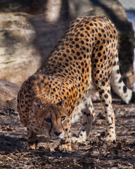 The cheetah sneaks among the trees (sniffs the ground, searches), , the shadows and the spotty coloring of the skins of a big cat create an excellent disguise