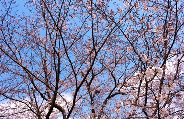 風景　桜　空　春　茨城