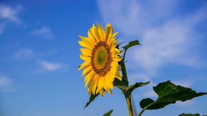 field of sunflowers in bloom