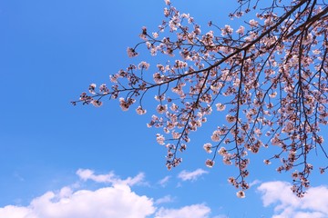 風景　桜　空　春　茨城