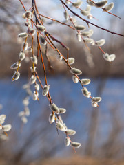 Pussy-willow branches with catkins. Blurred background. Grey fluffy catkins on a shrub salix cinerea in early spring on the river bank - Kyiv, Ukraine, Europe. © Kulbabka
