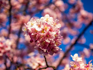 early pink sakura in bloom 5