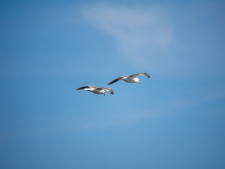 Pair of Seagulls in flight
