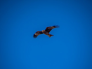 Japanese black kite in flight 1
