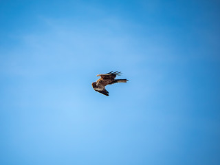 Japanese black kite in flight 4