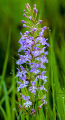 Purple Fringed Orchid