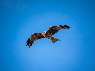 Japanese black kite in flight 11