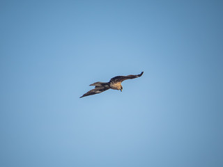 Japanese black kite in flight 12