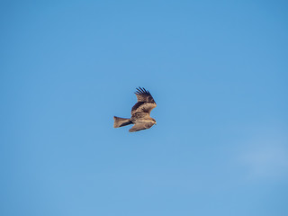 Japanese black kite in flight 14