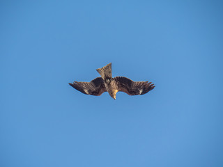 Japanese black kite in flight 15