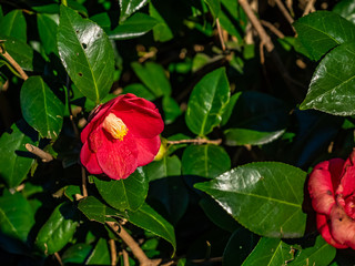 Japanese camellia in bloom with copy space